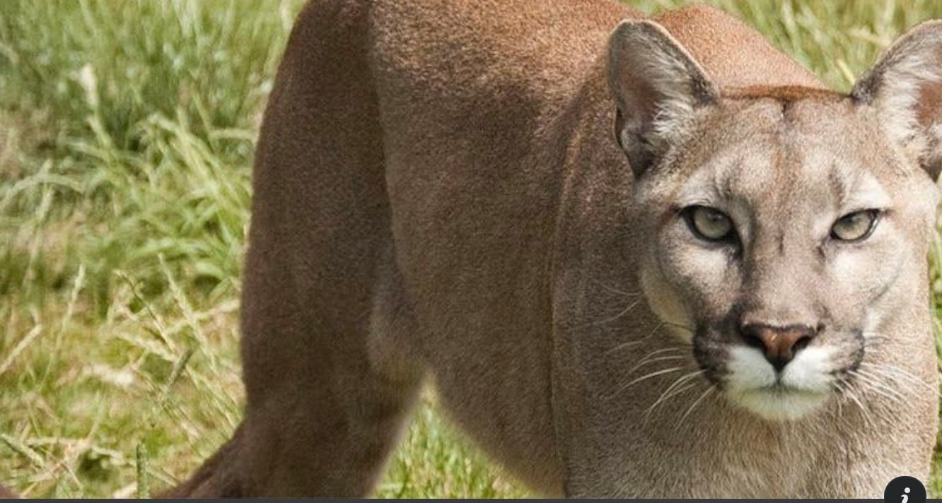 Mountain lion confirmed at Cass County line - RIVER COUNTRY - NEWS ...