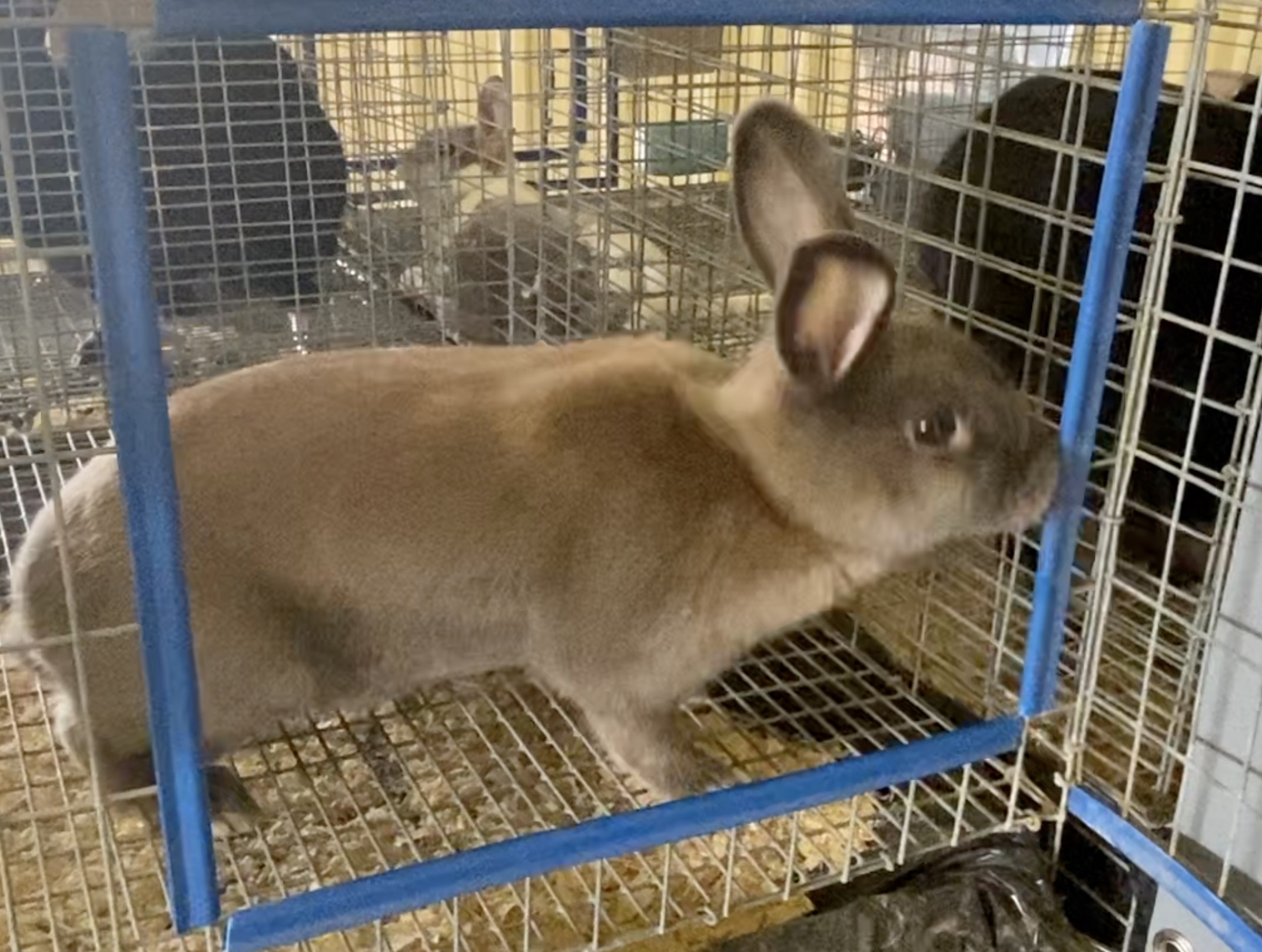Fair exhibitors confess rabbit appeal - Vimarsana News