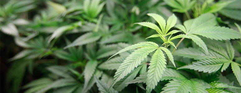 Nebraska Republicans clash with Trump on marijuana reclassification