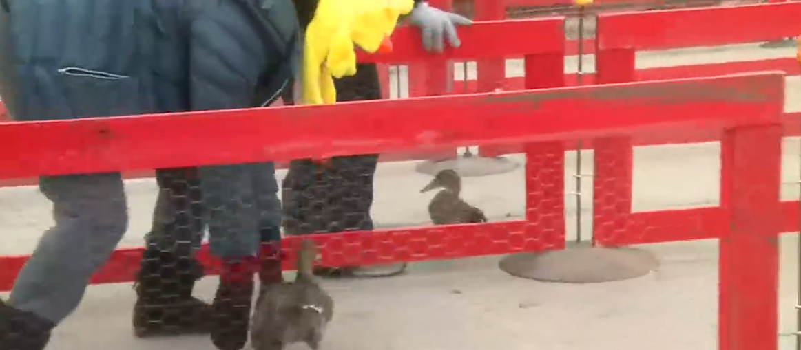 Avoca holds 41st annual Quack Off RIVER COUNTRY NEWS CHANNEL NEBRASKA