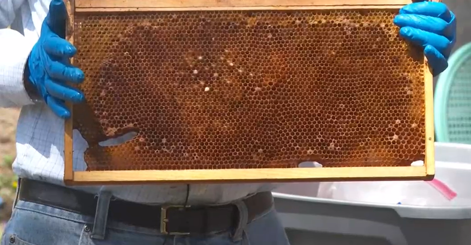 First-time beekeepers juggle insects and hive threats - News Nebraska