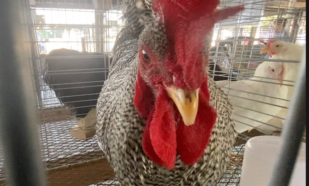 Falls City holds first chicken permit hearings