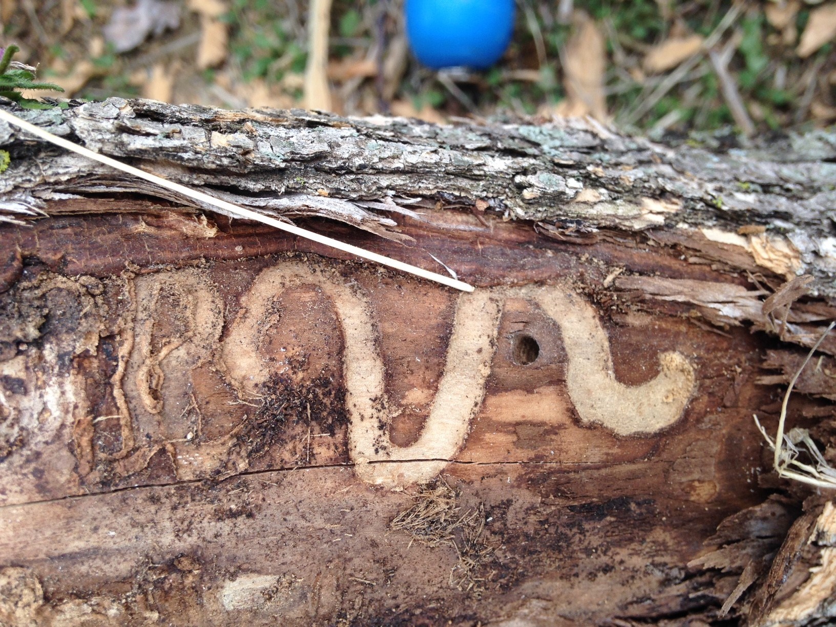 Presence of emerald ash borer located in Nemaha County North Pl