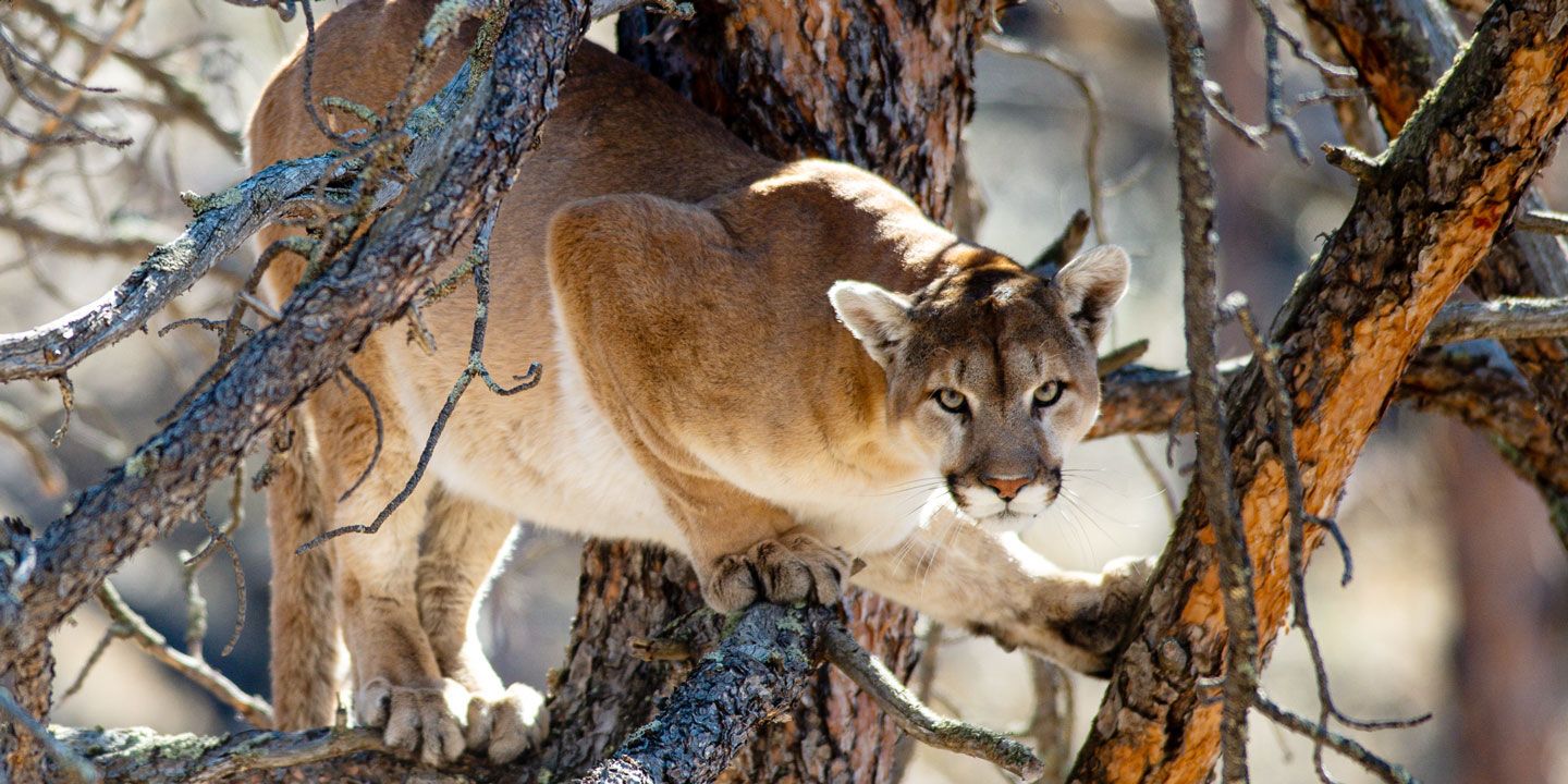 Mountain lion