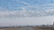 Avian influenza found in geese migration