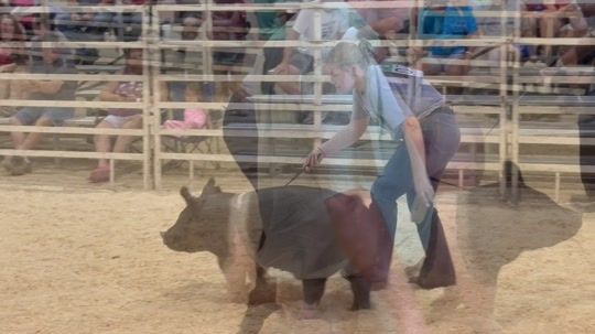 4H swine show 080125.mp4