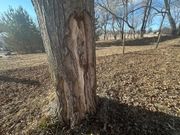 Sudden, severe cold linked to 'tree explosions'